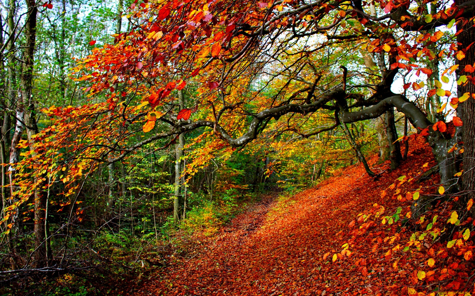 , , nature, path, walk, colors, , autumn, fall, road, forest, park, trees, leaves, colorful, , , , 